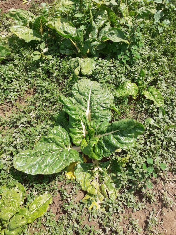 La Production De L Gumes Blette Comme Chou